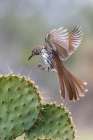 USA-South Texas Long-billed thrasher alighting on cactus Art Print